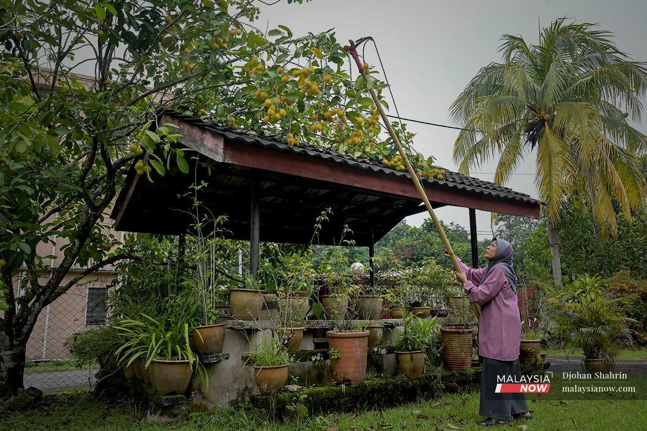 Rawiyah gathers ripe rambutans in front of her house in Taman Rawiyah Sulaiman Jaya.