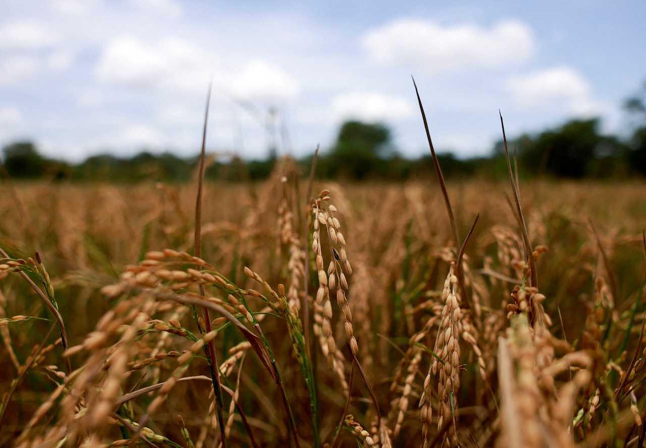 Hot weather in key growing regions across Asia threatens harvests, driving up rice prices by as much as 20%. Photo: Reuters
