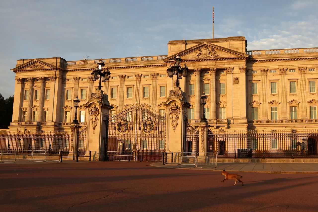 A fox runs past the Buckingham Palace  in London, Britain, Sept 8. Photo: Reuters