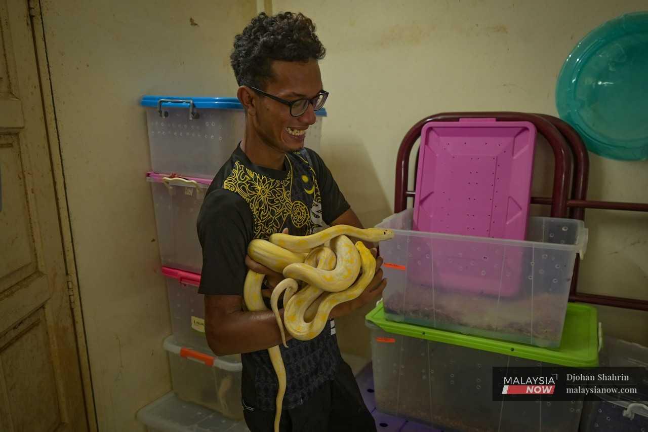 Jebat retrieves two albino pythons from a storage box in a room.