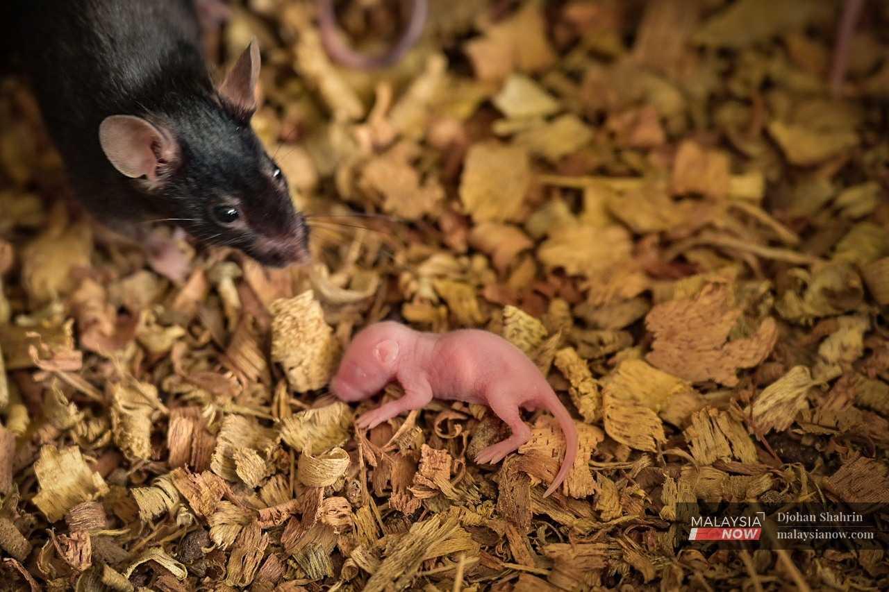 A baby mouse, with a reddish hue, is seen alongside its mother in a container.