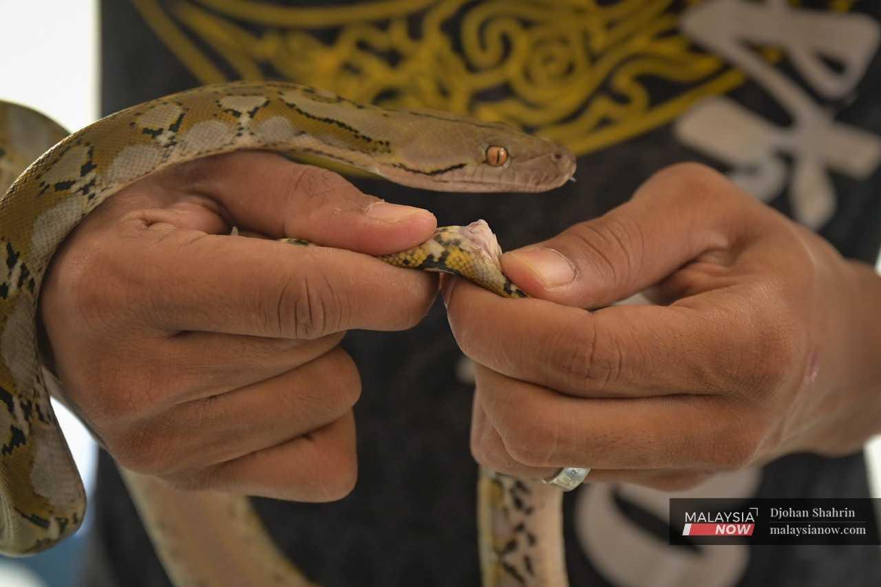 Jebat identifies the reptiles' gender by examining their tails.