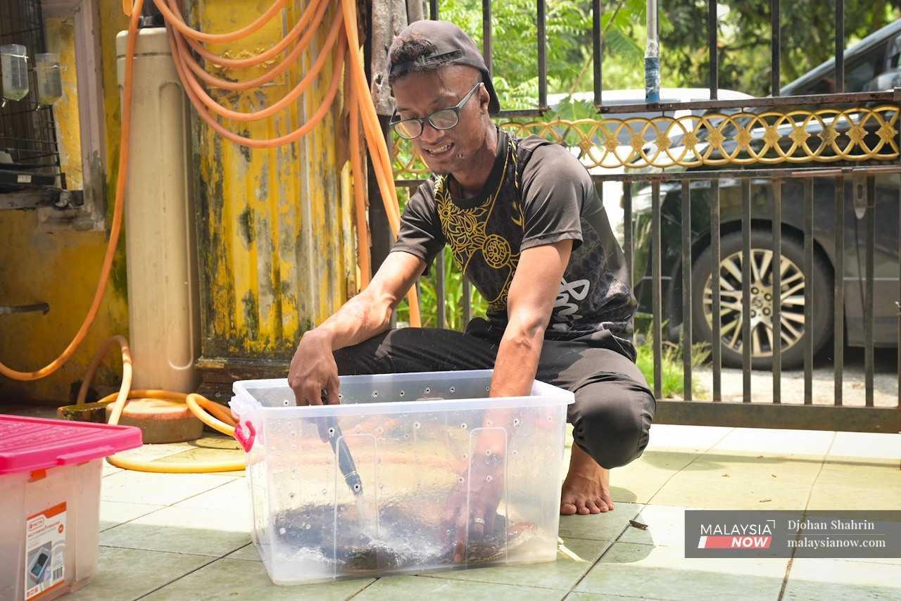 Jebat maintains several pythons, cleaning them in a tub. All his pet pythons are gentle.