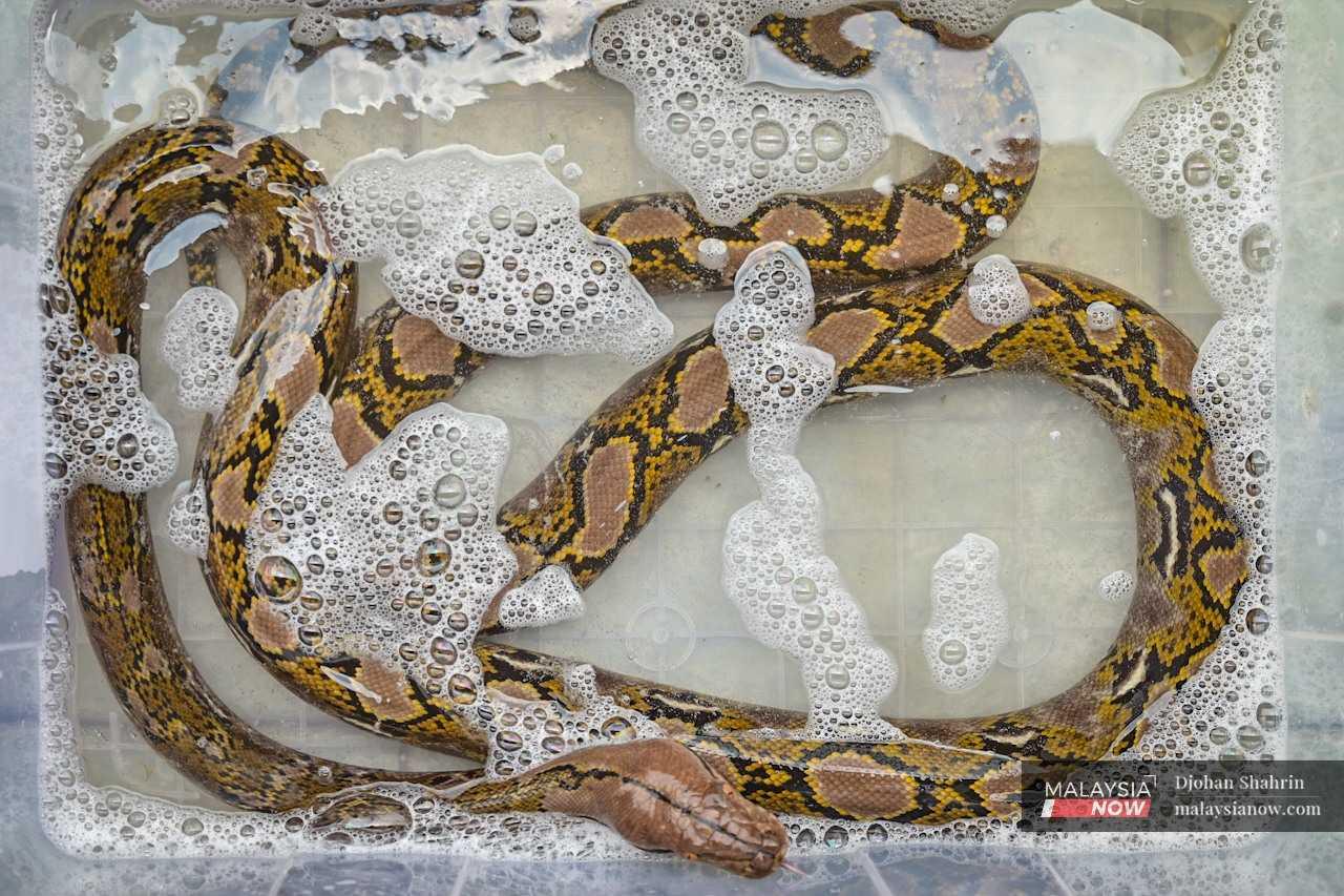 The pythons undergo routine cleaning with soapy water, and Jebat diligently tends to their hygiene, cleaning them whenever they defecate, given their captivity.