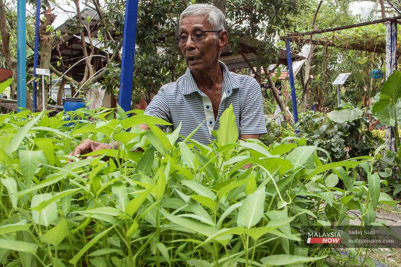 A Taman Keramat resident cultivates his own vegetables to cut down on grocery expenses.