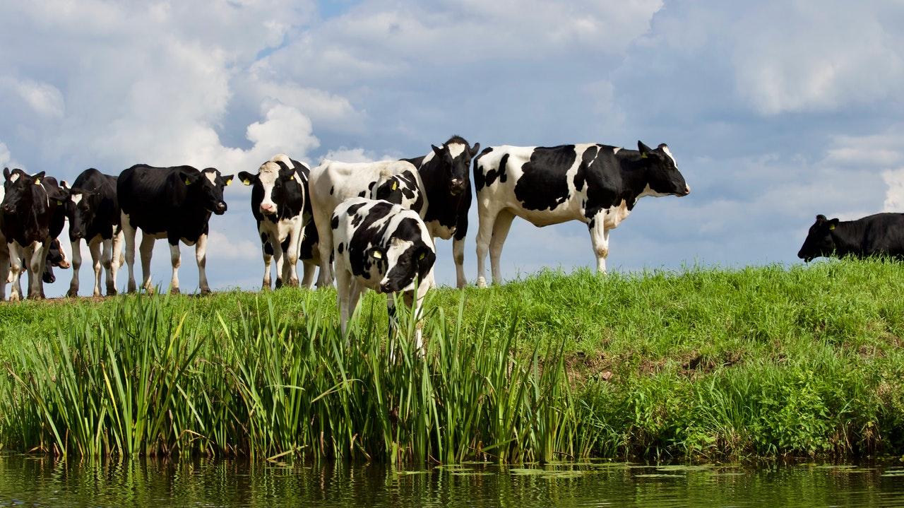 cows-animals-farm-pexels