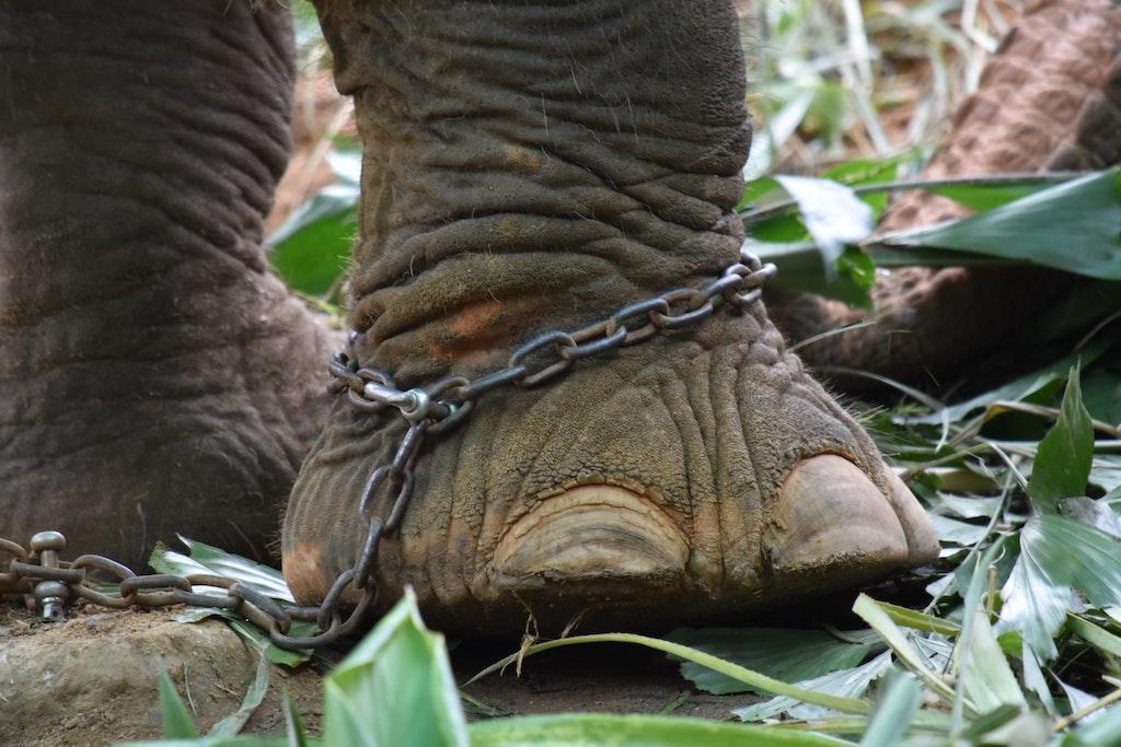 Kaavan, a 35-year-old bull elephant at Islamabad zoo, had been kept in chains for 28 years. Photo: Pexels