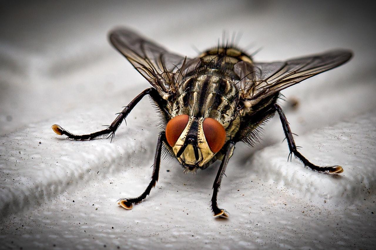 The explosion that destroyed part of a senior citizen's roof in France was caused by his attempts to kill a fly with an electric fly swat. Photo: Pexels