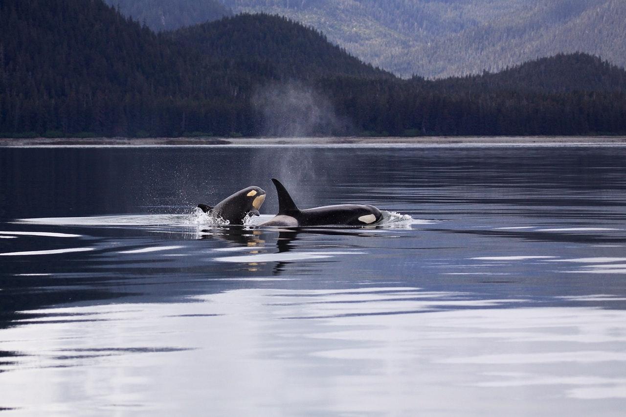 killerwhale-orca-wildlife-pexels