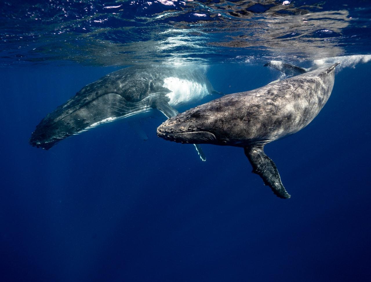 Humpback whales can reach 12-16m in length and weigh up to 30 metric tonnes. Photo: Pexels