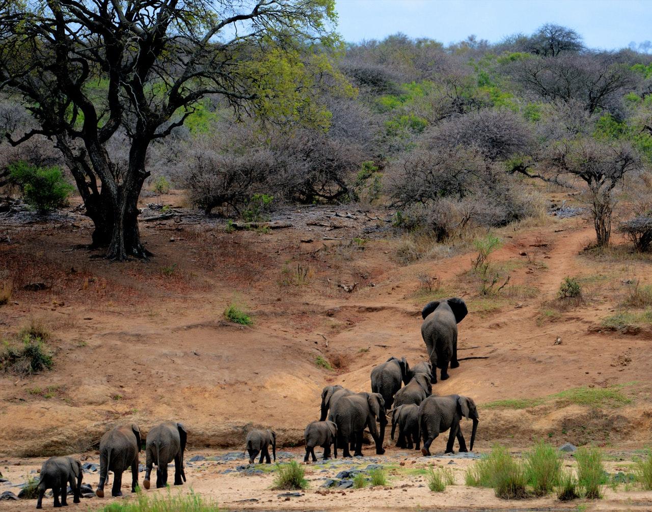 Africa's overall elephant population is on the decline due to poaching. Photo: Pexels