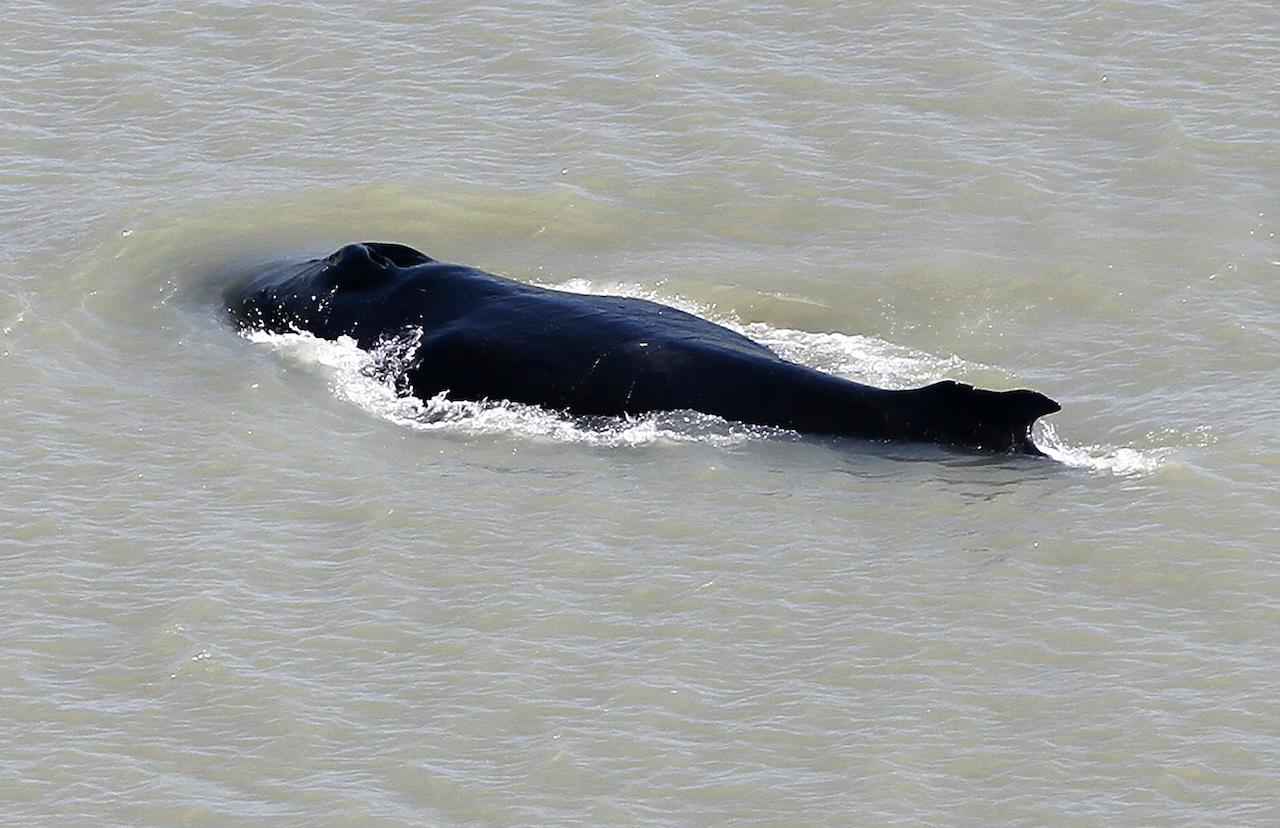 A lost humpback whale swims in the East Alligator River in the Kakadu National Park in Australia's Northern Territory on Sept 10. Photo: AP