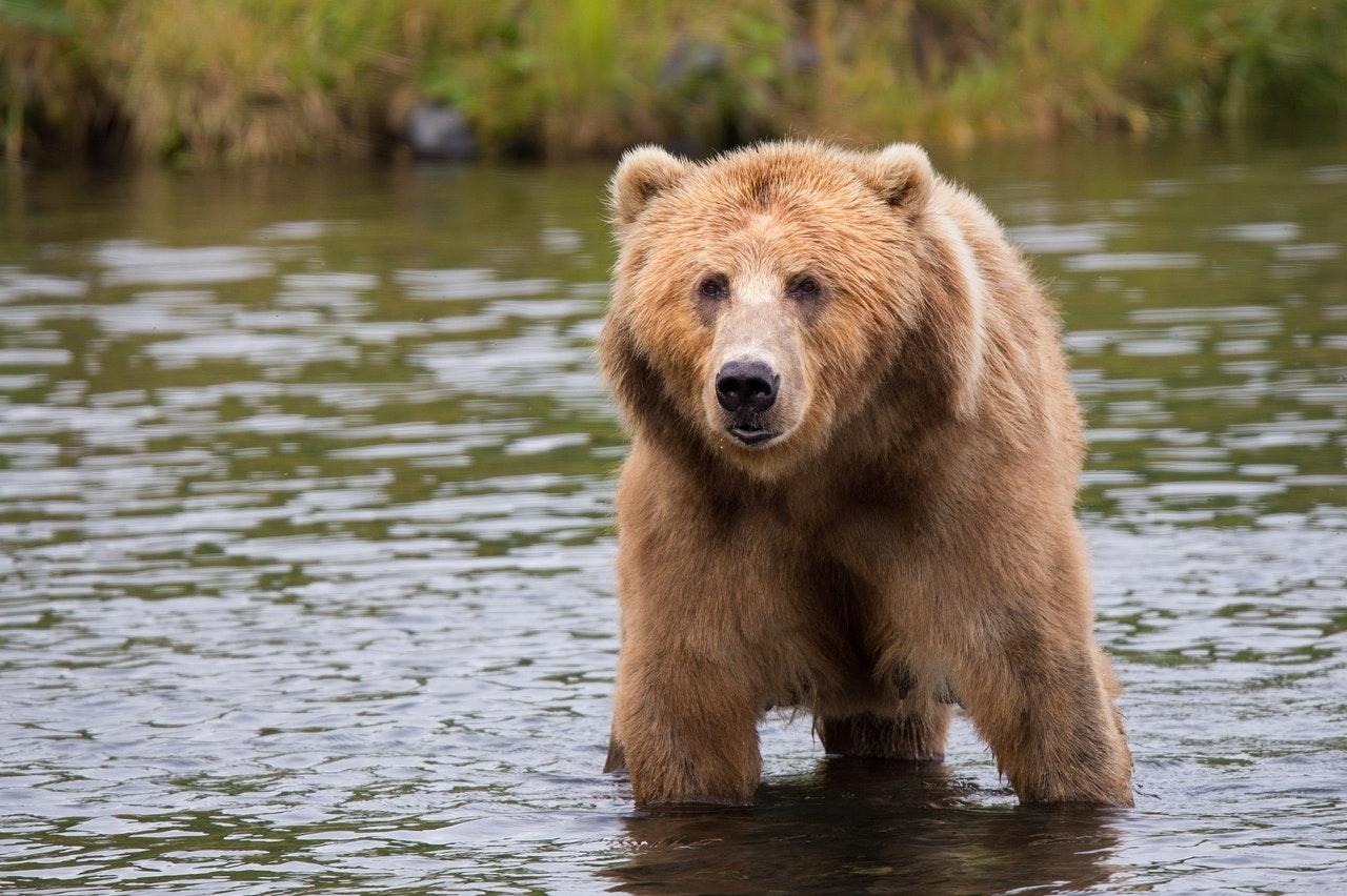 Usually, bears will move away from humans if they see or hear them coming. Photo: Pexels