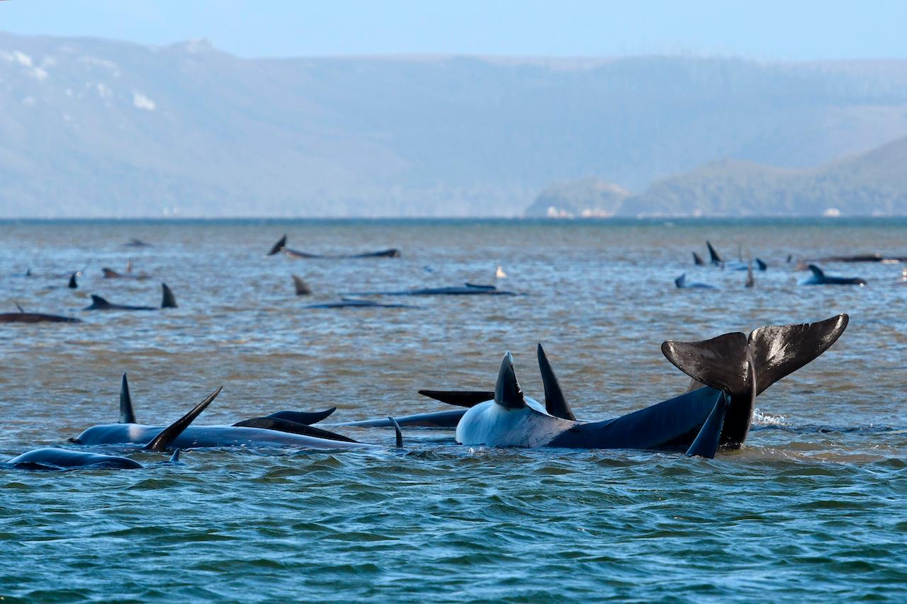 Pilot whales lie stranded on a sand bar near Strahan, Australia on Sept 21. Photo: AP
