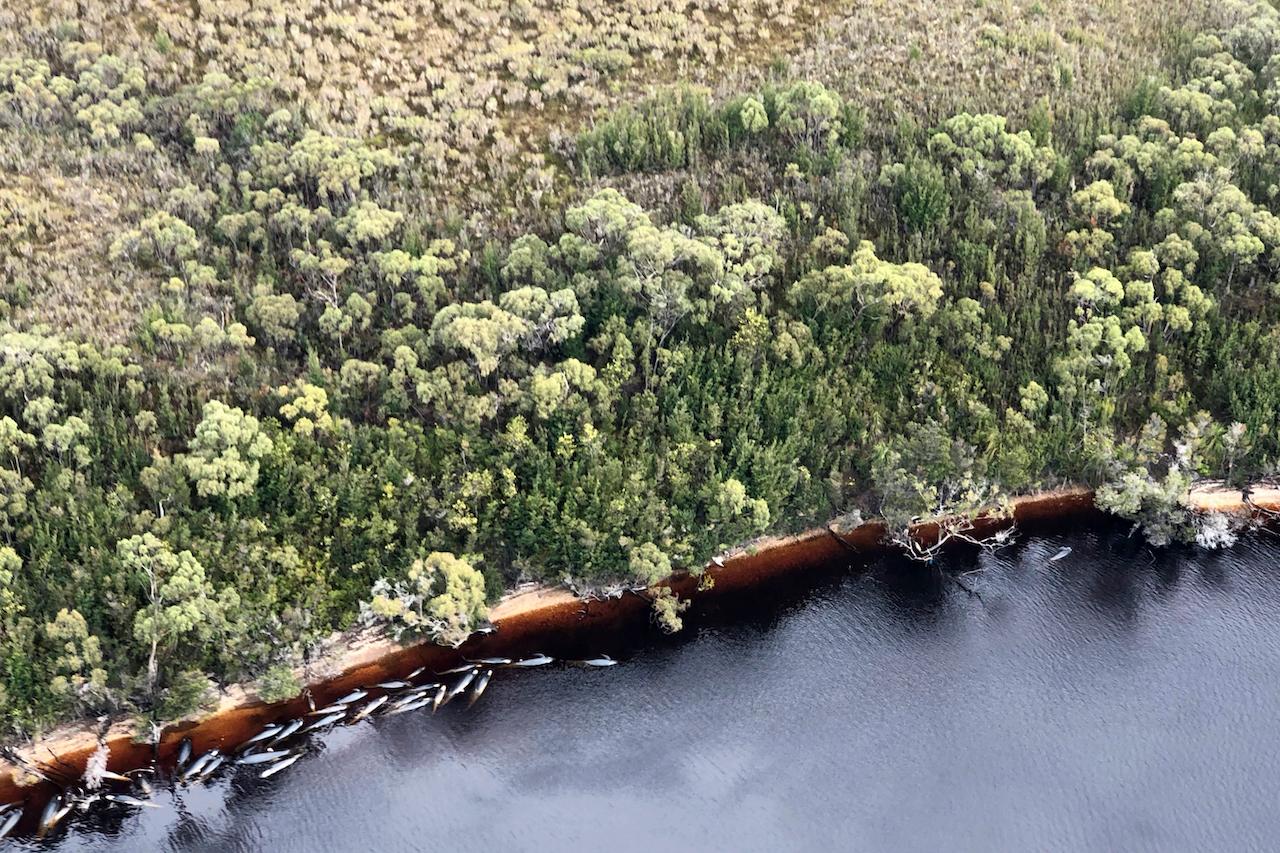 Whale carcasses scattered along the water's edge near Strahan, Australia, on Sept 23. Photo: AP