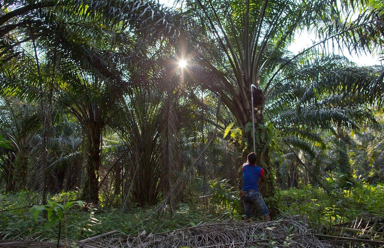 Plantation companies seeking RSPO certification must first meet a selection of sustainability standards. Photo: AP