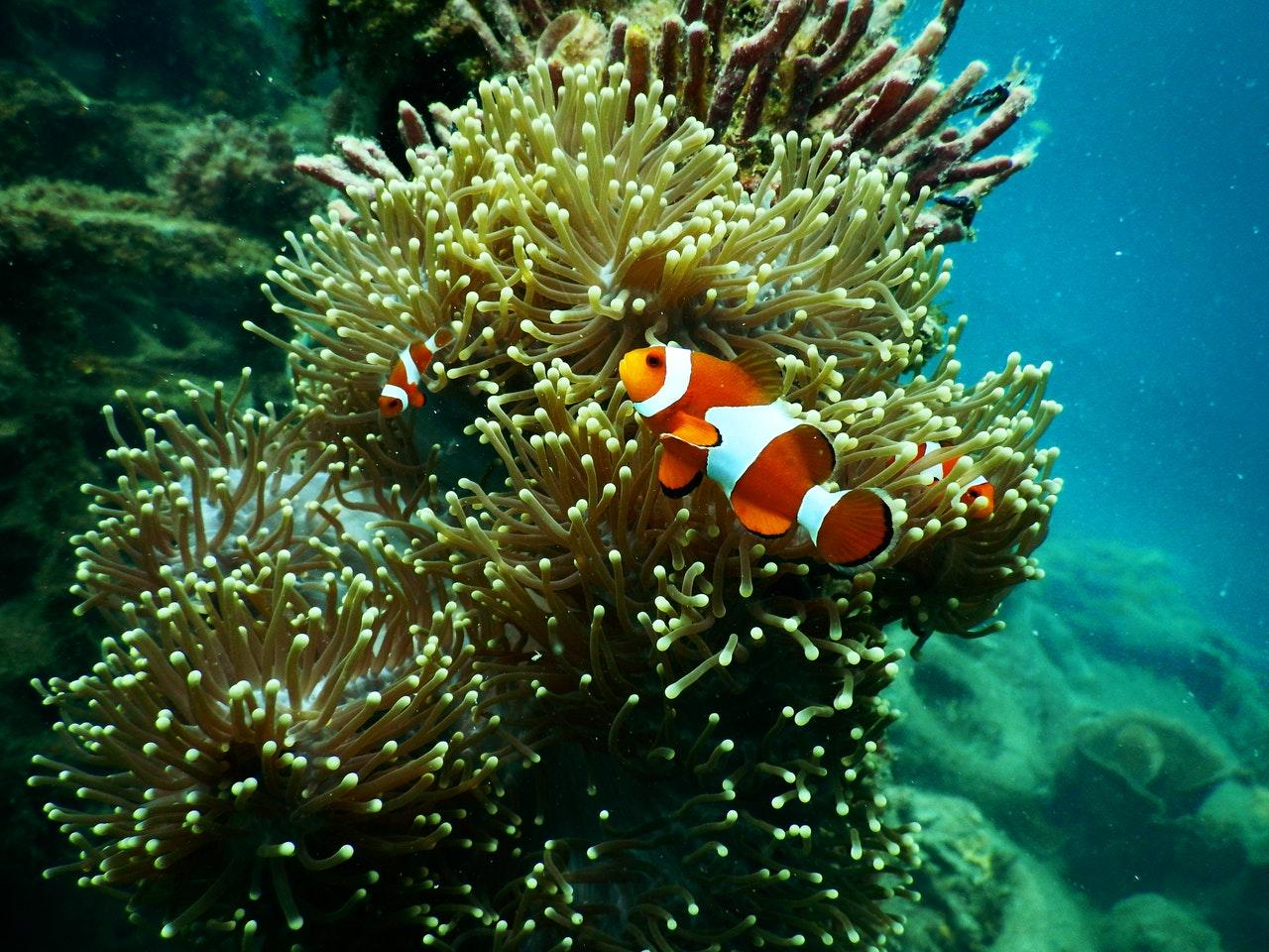 clownfish-reef-pexels