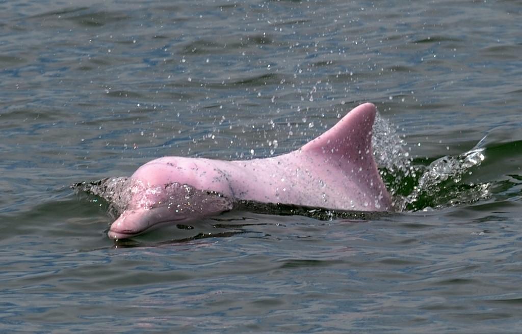 This file picture taken on Aug 19, 2011 shows a Chinese white dolphin, also known locally as 'pink dolphin', swimming in waters off the coast of Hong Kong. Photo: AFP