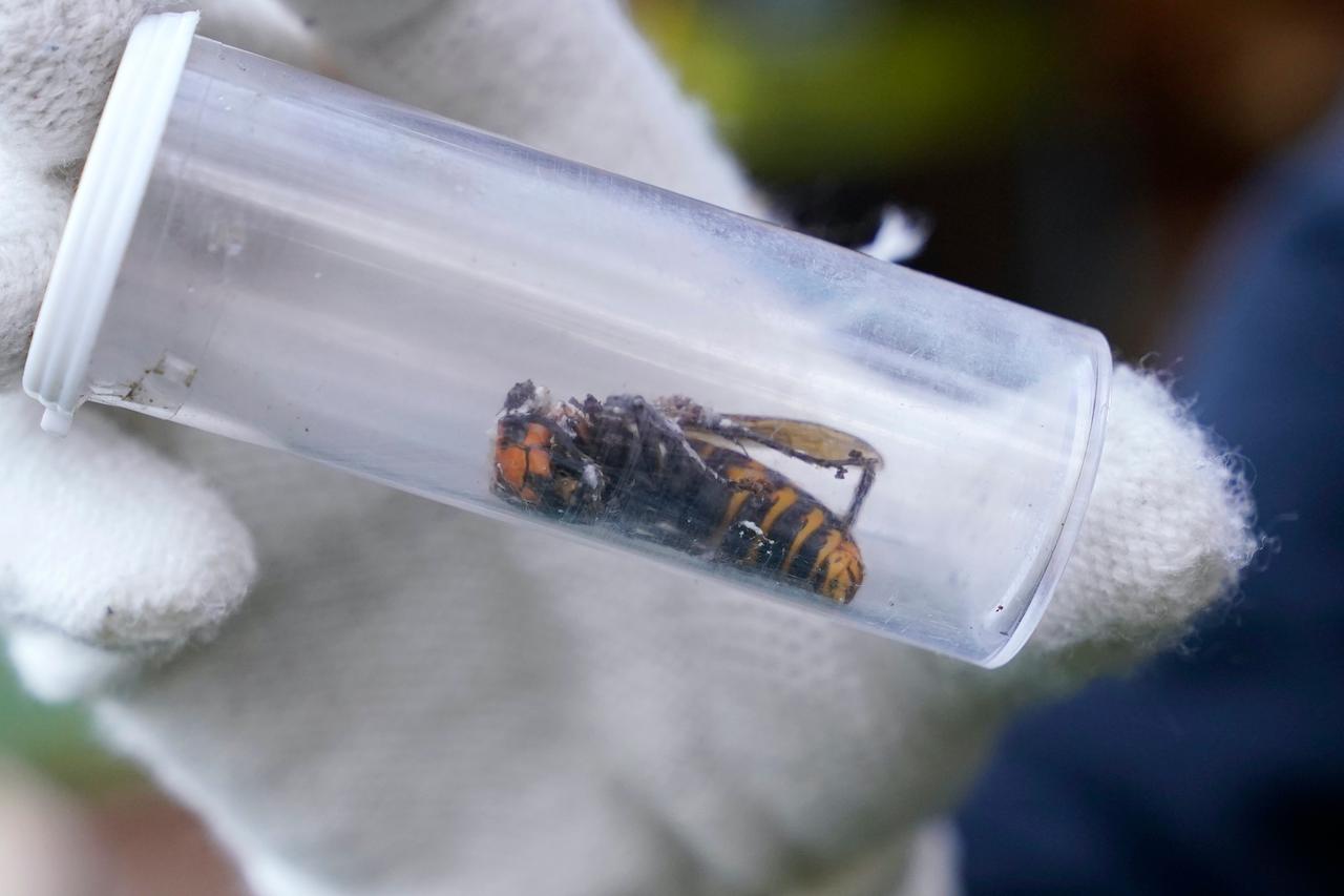 A Washington State Department of Agriculture worker displays an Asian giant hornet taken from a nest on Oct 24. Photo: AP
