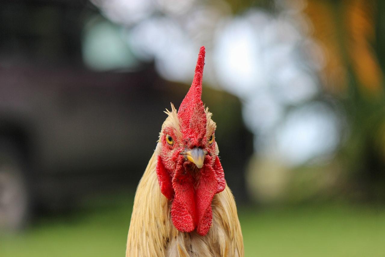 Cockfighting in the Philippines has been banned along with other sporting and cultural events to prevent large crowds from gathering and spreading Covid-19. Photo: Pexels