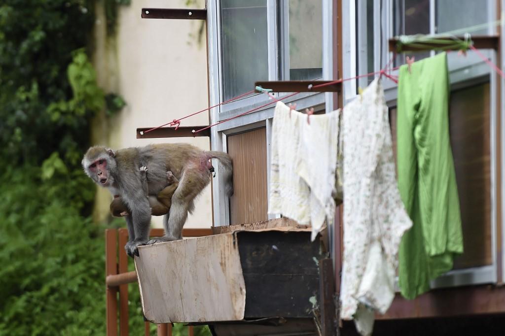 Monkeys are a common sight even in residential areas in Shimla, India. Photo: AFP