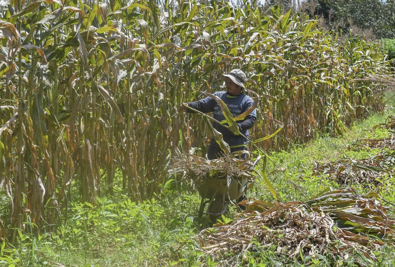 Penggunaan AI dan e-Dagang dalam kalangan usahawan luar bandar meningkat. Gambar: Bernama