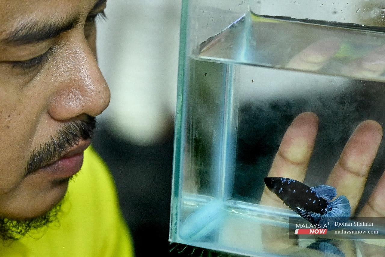Rizam Zakariya holds up an aquarium containing a blue short-fin male betta.