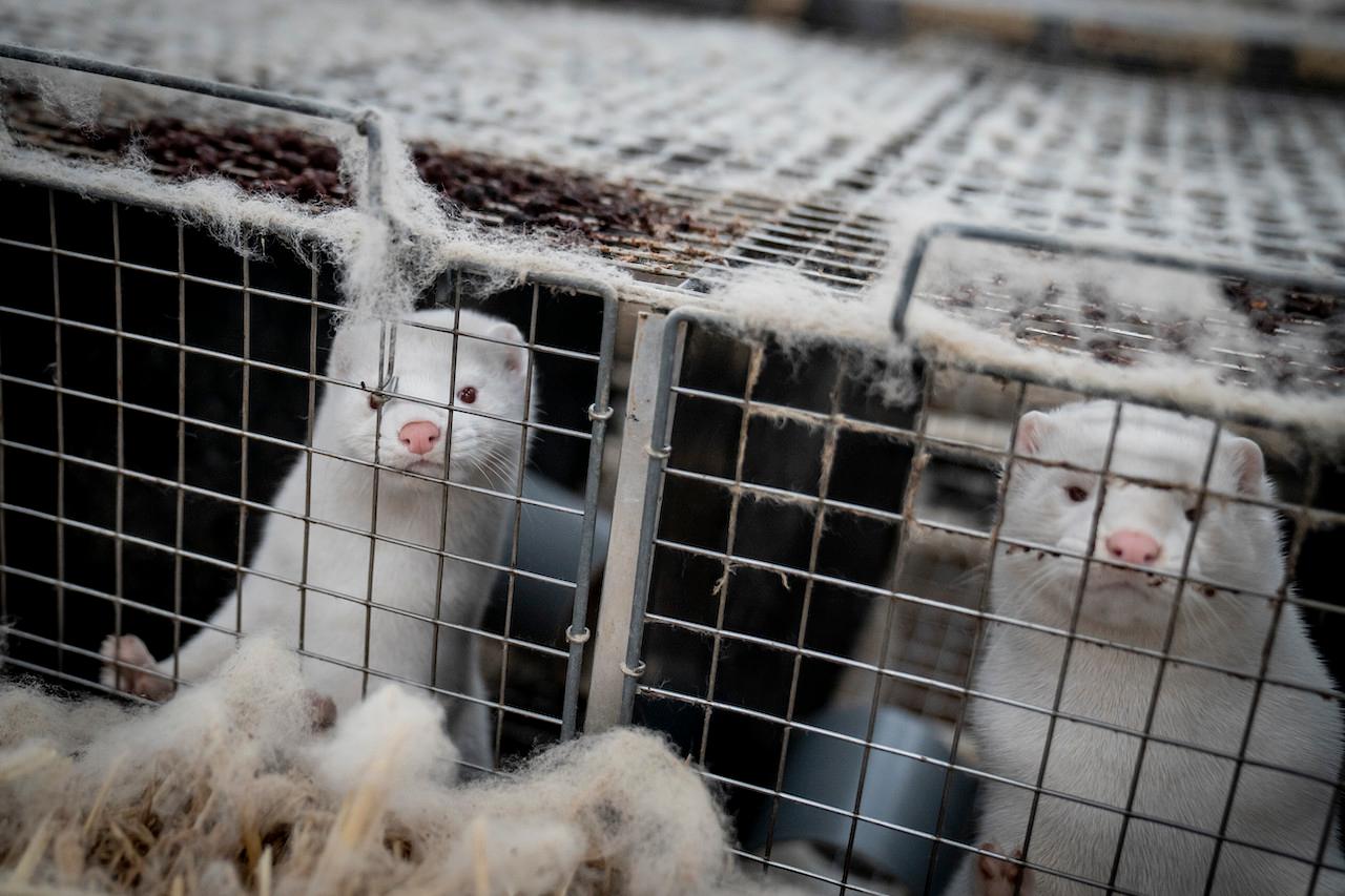 Mink look out from a pen at a farm near Naestved, Denmark in this picture taken Nov 6. Photo: AP