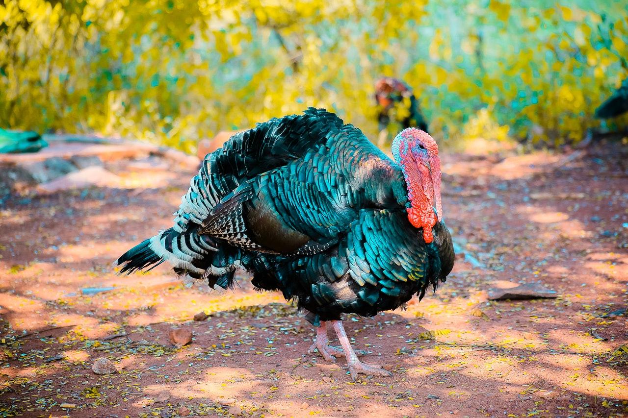 A file photo of a turkey in Vikarabad, India. Photo: Pexels