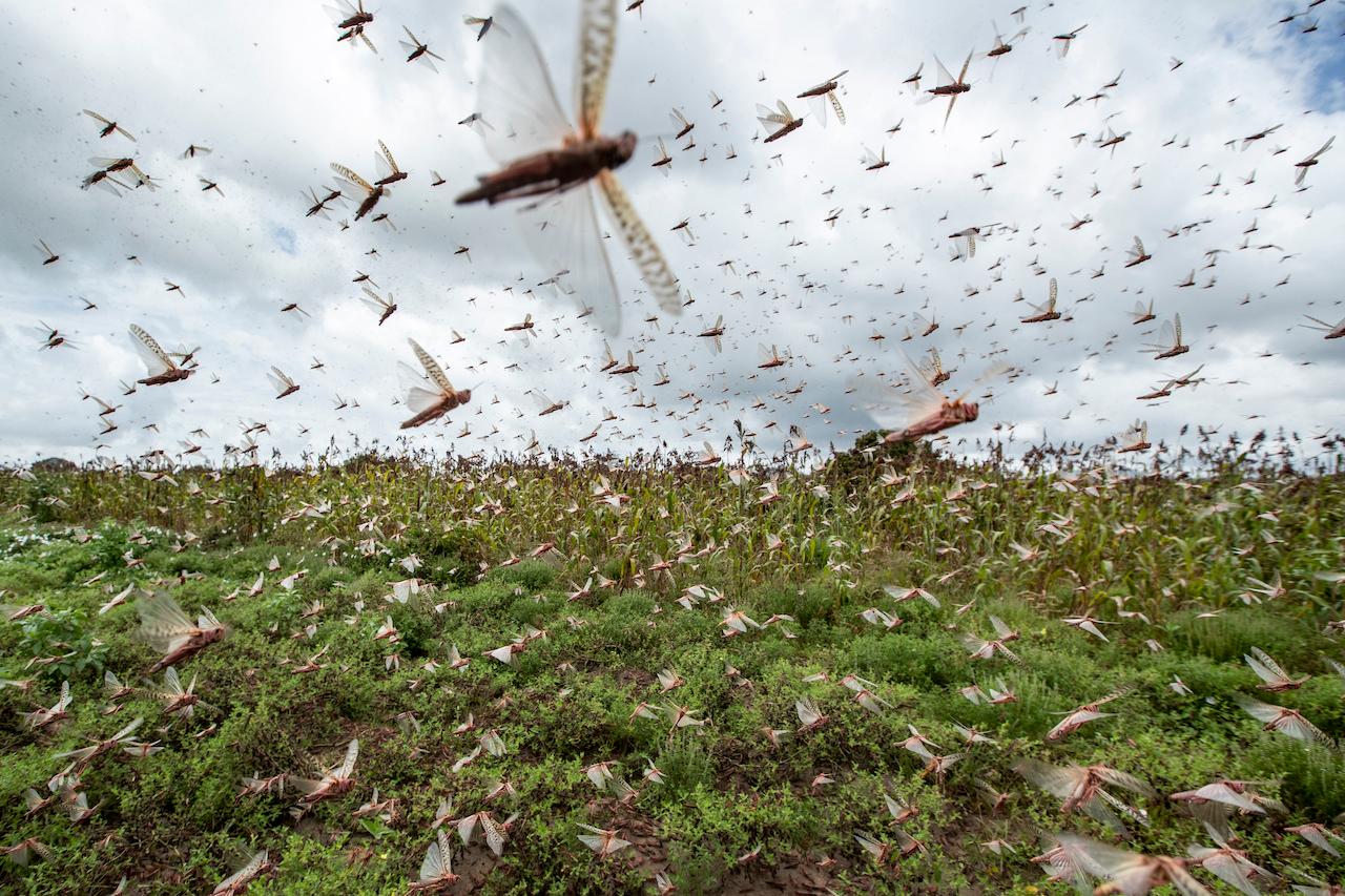 Swarms of desert locusts fly into the air from crops in Katitika village in Kenya's Kitui county on Jan 24. Photo: AP