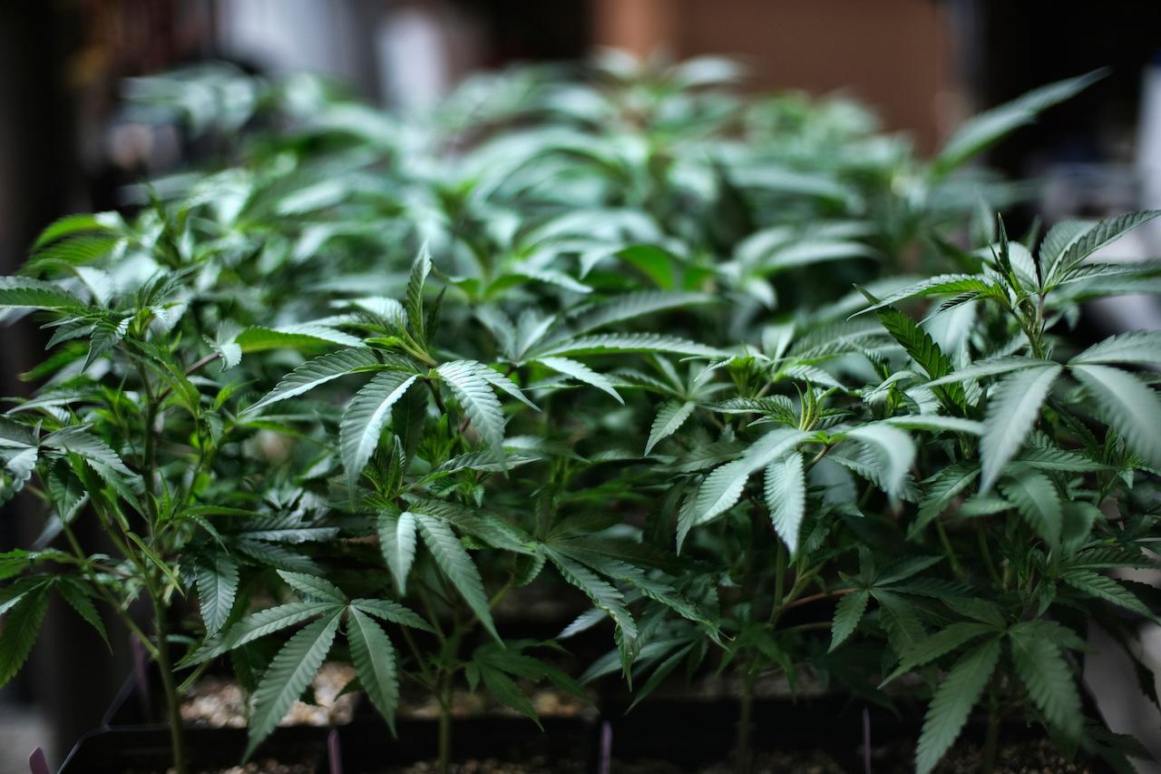 The UN Commission on Narcotic Drugs has approved a recommendation from the World Health Organization to remove cannabis and cannabis resin from its list of narcotic drugs. Photo: AP