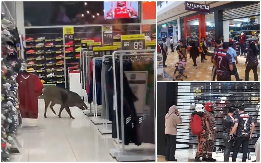 Seekor babi hutan tiba-tiba masuk ke dalam pusat beli-belah Alamanda, Putrajaya. Gambar: Bernama