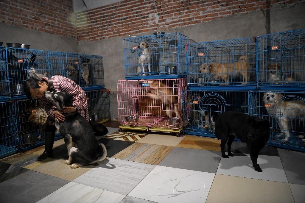 This photo taken on Nov 29 shows Wen Junhong petting a rescued dog inside a room with other canines at her home shared with rescued animals in Chongqing, southwestern China. Photo: AFP