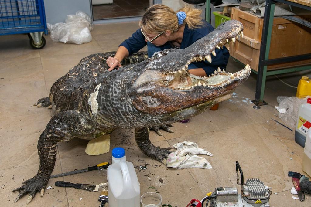 Specialists work on the taxidermied alligator named Saturn at a workshop of the Darwin Museum in Moscow, Oct 2. Photo: AFP