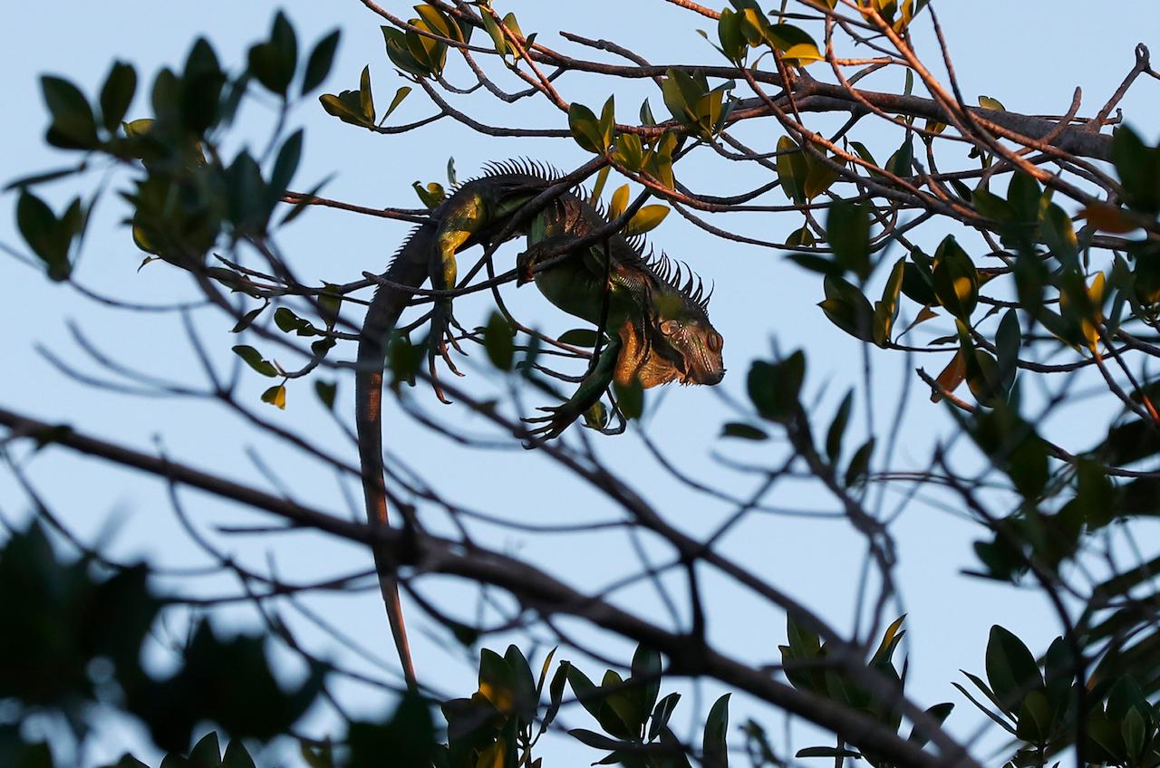 An iguana lies draped on a tree limb as it waits for the sunrise in Surfside, Florida. The National Weather Service Miami says residents shouldn't be surprised if they see iguanas falling from trees as temperatures drop. Photo: AP