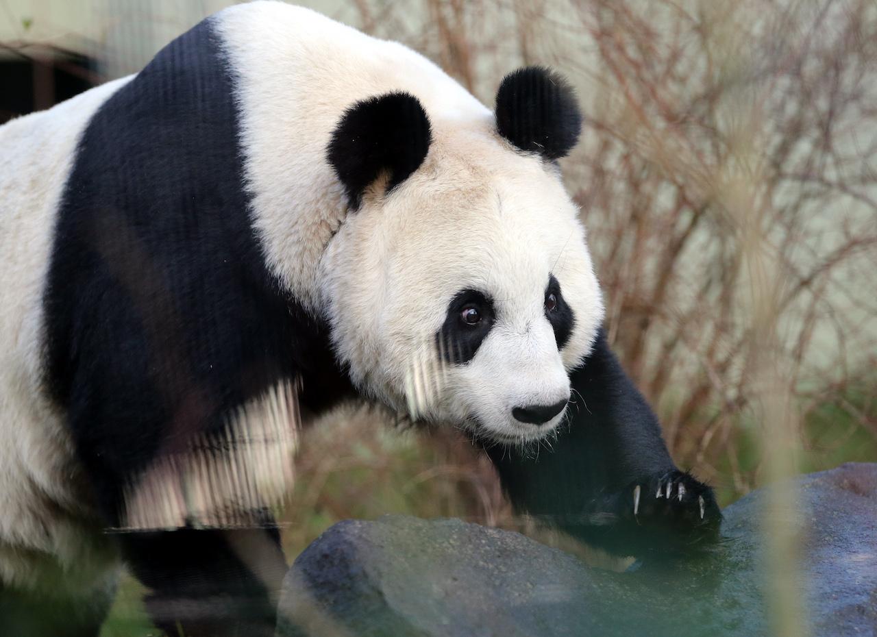 Tian Tian, one of the giant pandas leased to the Edinburgh Zoo by the Chinese government. Photo: AP