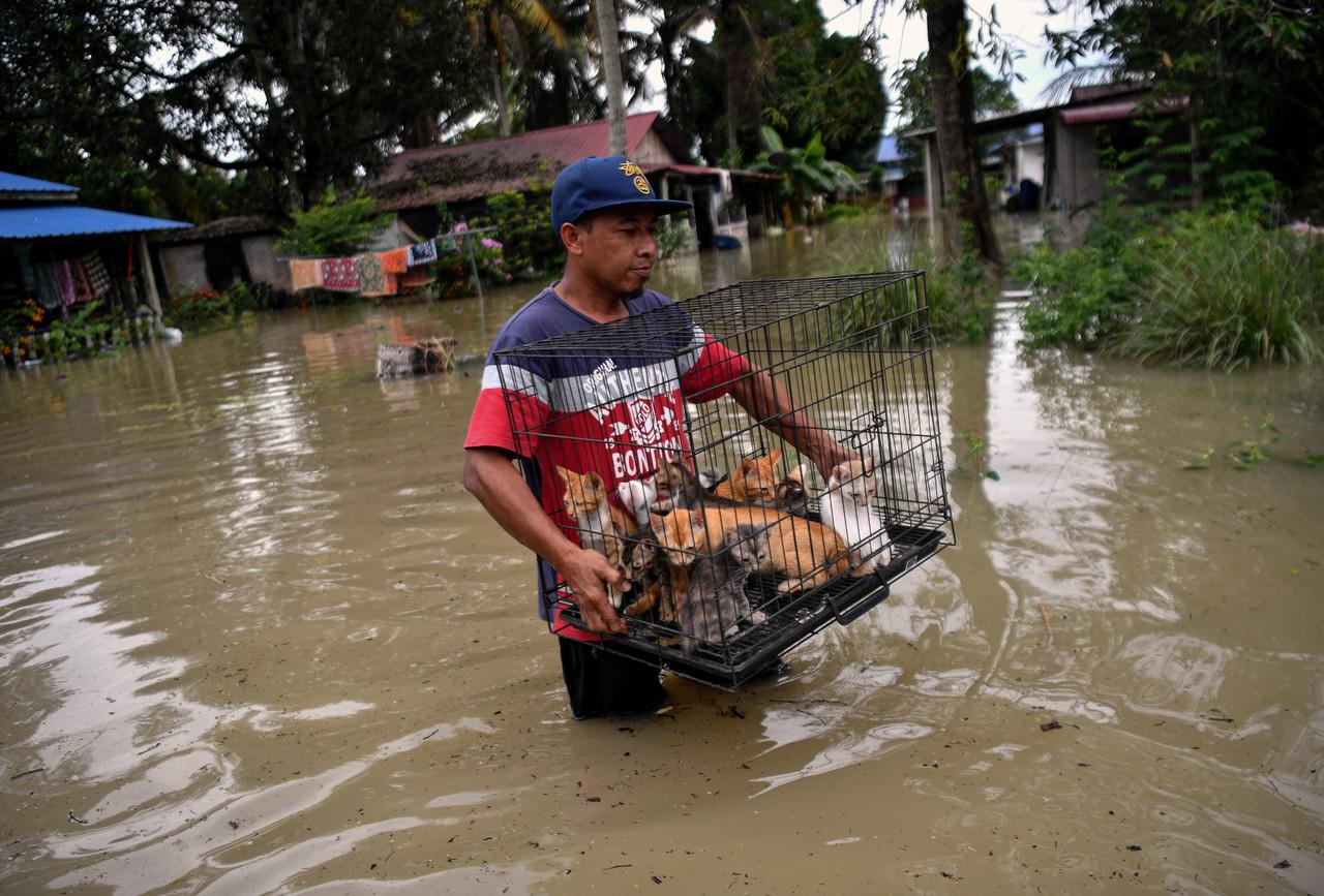 Seorang penduduk, Raffe Zain Md Isa, 46, menyelamatkan anak-anak kucing yang kesejukan selepas rumahnya terjejas akibat banjir di Kampung Changkat Jong, Teluk Intan semalam. Gambar: Bernama