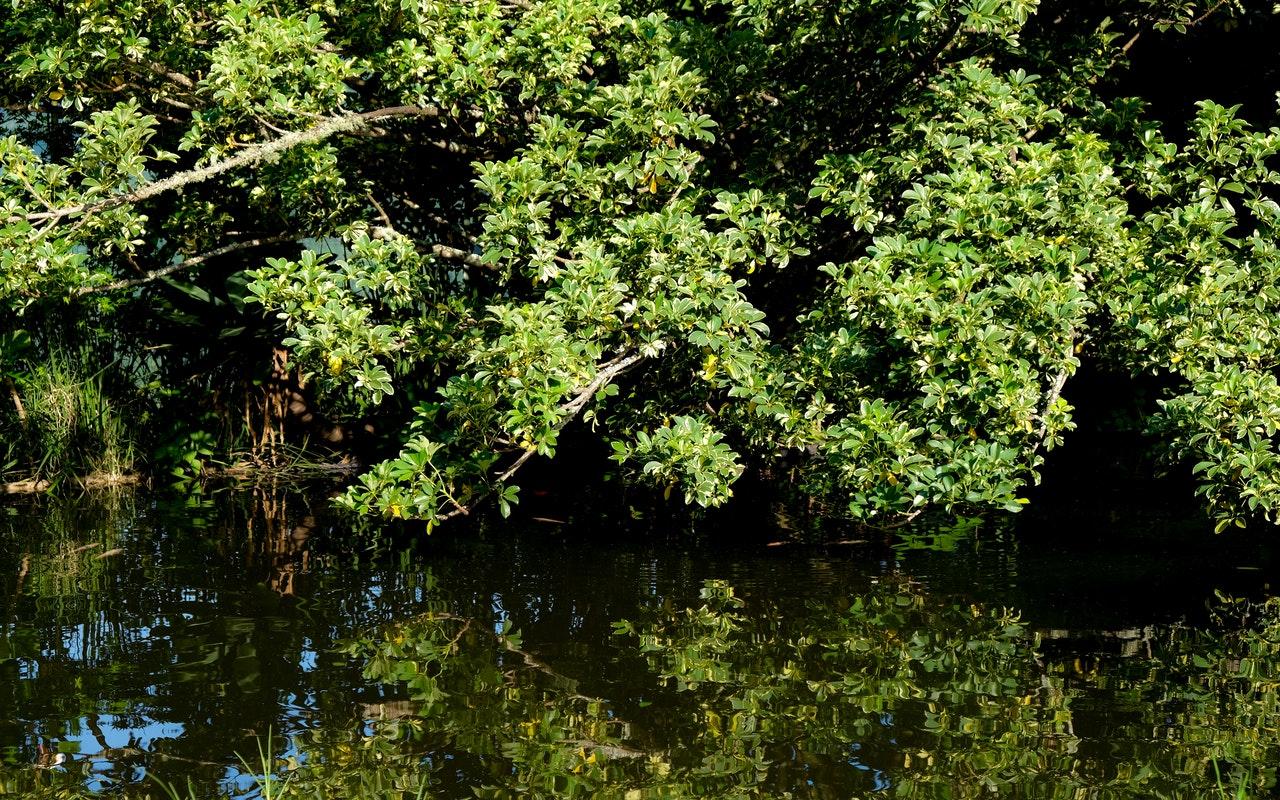 Mangroves in East Point can be dangerous as dangerous salt-water crocodiles infest the swamps. Photo: Pexels