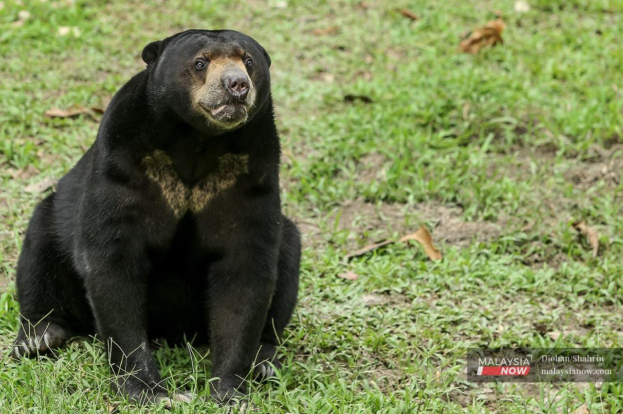 Local animals such as sun bears appear to be getting the short end of the stick when it comes to donations to the national zoo.