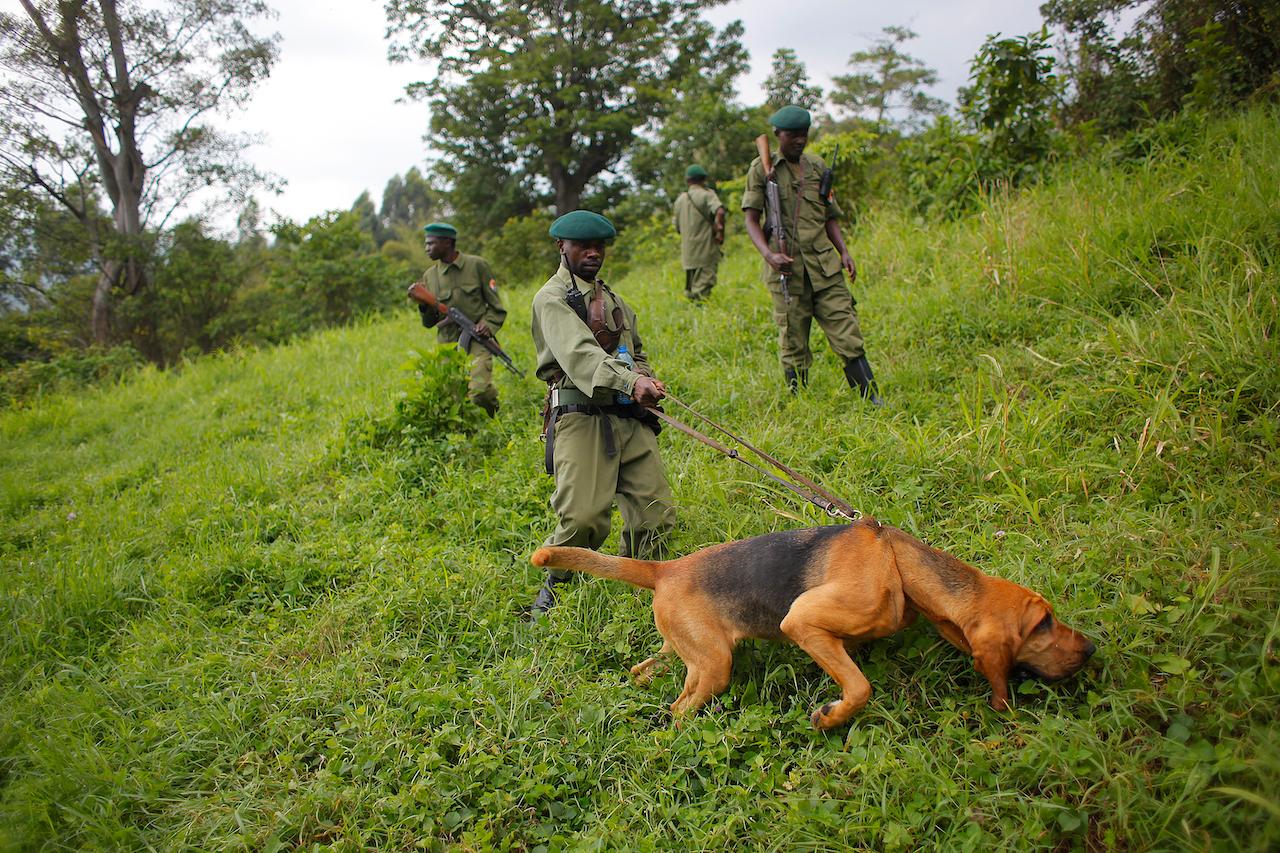 Congo Rangers Death