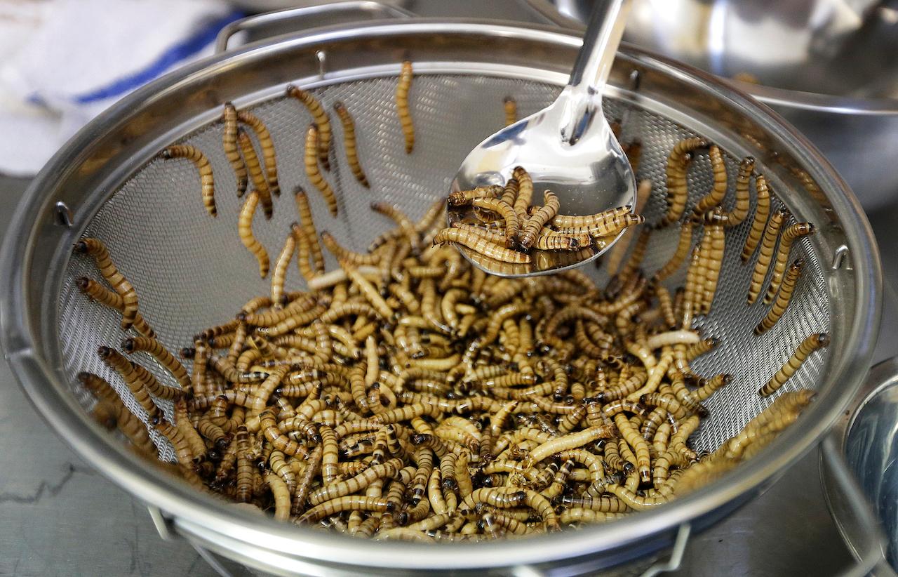 Mealworms are sorted before being cooked in this file picture taken Feb 18, 2015. The European food safety agency says the insects are safe to eat. Photo: AP