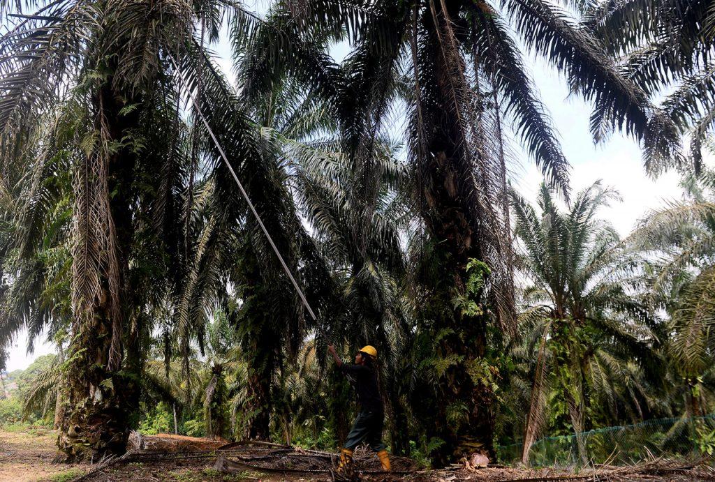 Palm oil is a key ingredient in a wide range of products from food to cosmetics but it has long been controversial. Photo: Bernama