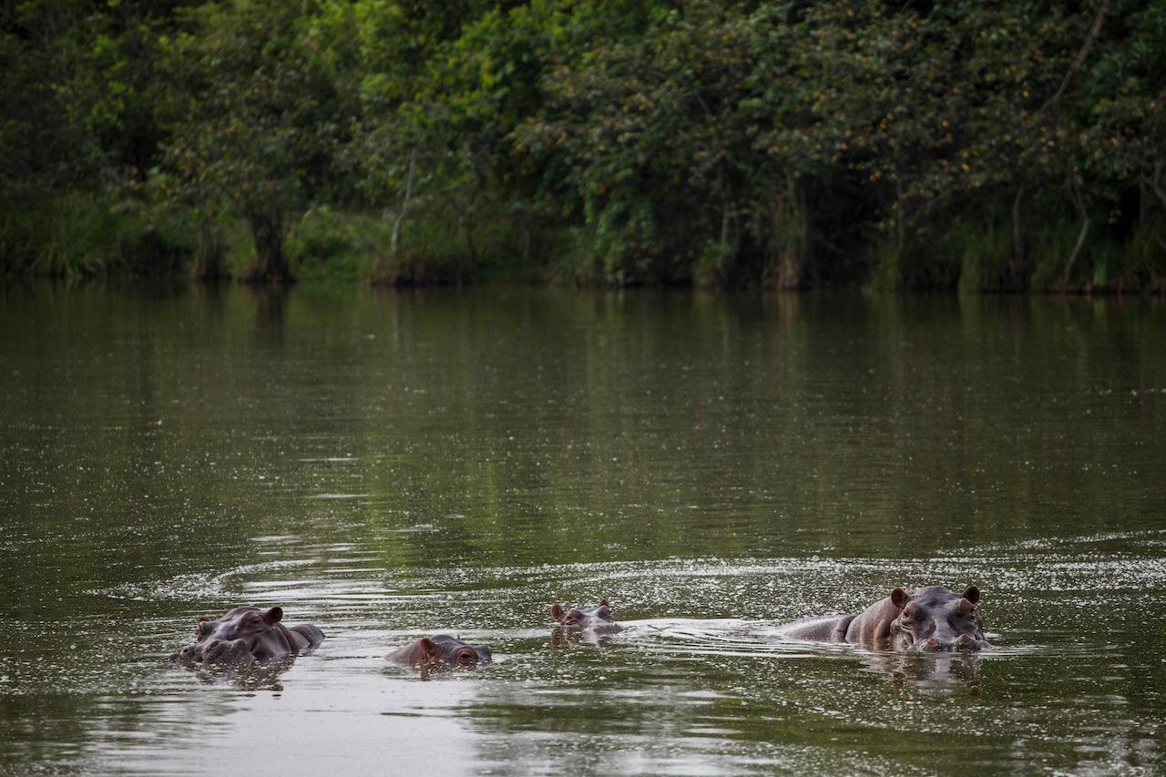 Hippos stay submerged in the lake at the Hacienda Napoles Park in Puerto Triunfo, Colombia, Feb 12, 2020. The hippos were originally brought to Colombia by the late Colombian drug baron Pablo Escobar as part of his personal zoo. Photo: AP