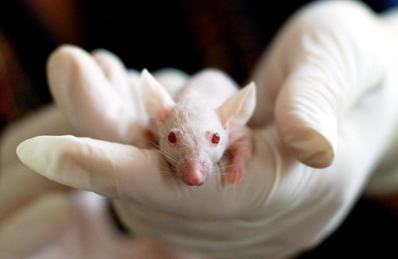 The new gene therapy technique has only been tested on mice so far. Photo: Pexels