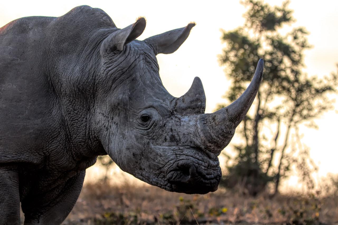 Mansur Mohamed Surur was arrested in Mombasa, Kenya, after law enforcement agents intercepted a package containing two rhinoceros horns sold to an American law enforcement operative who had posed as a Manhattan-based buyer. Photo: Pexels