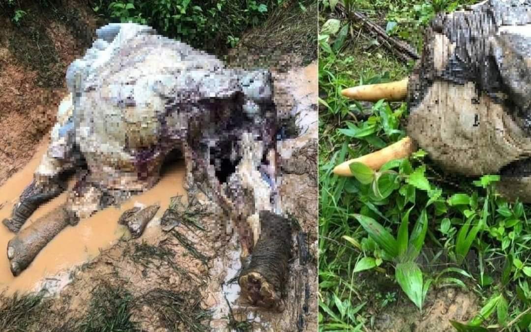 Bangkai gajah pygmy yang ditemui dengan kesan tembakan. Gambar: Bernama