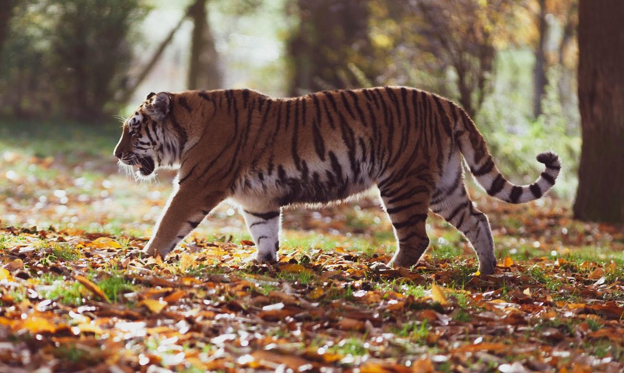 A female tiger was among several animals at a zoo in Sweden which recently tested positive for Covid-19. Photo: Pexels