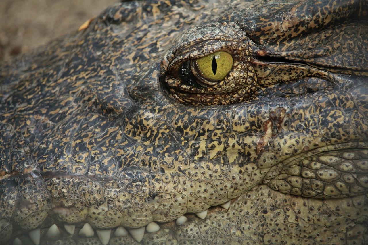 The environment department says people should expect crocodiles in all far northern Queensland waterways. Photo: Pexels