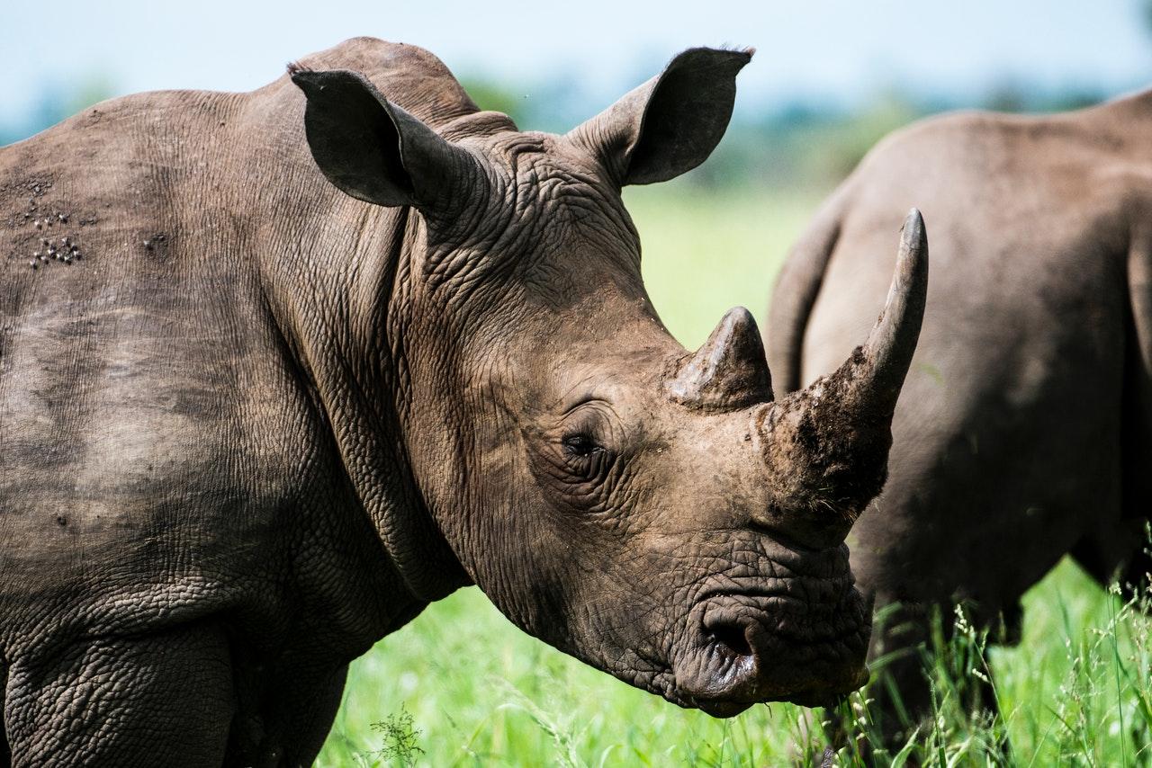 South Africa is home to about 80% of the world's rhino population. Photo: Pexels