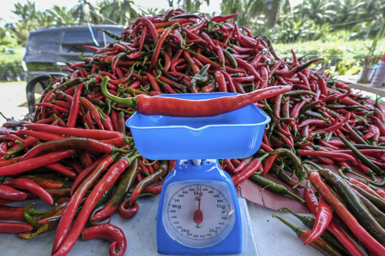 Harga cili dan bawang merah kini semakin stabil, kata Timbalan Menteri Perdagangan Dalam Negeri dan Hal Ehwal Pengguna Rosol Wahid. Gambar: Bernama